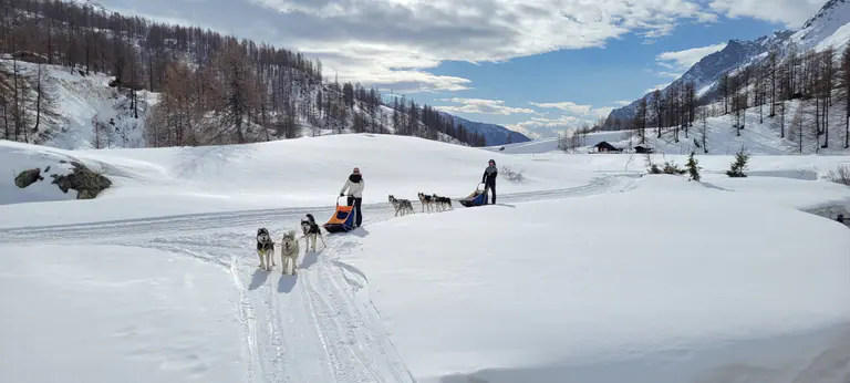 Escursione sleddog Premium a Cervinia