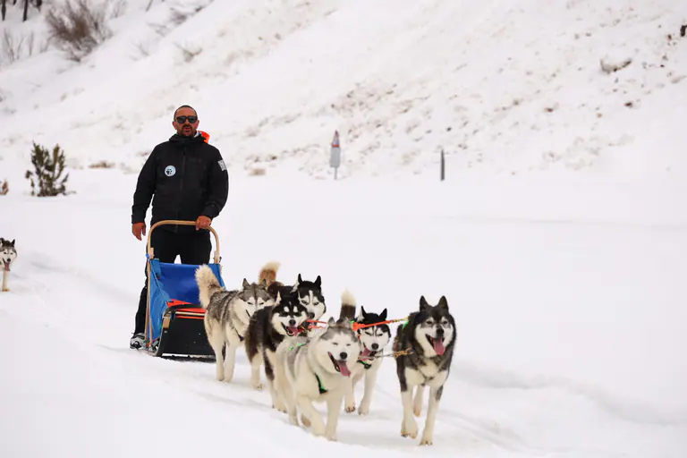 Escursione sleddog standard a Cervinia